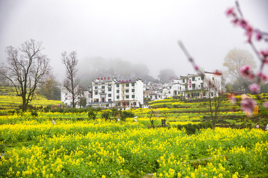 江岭油菜花梯田