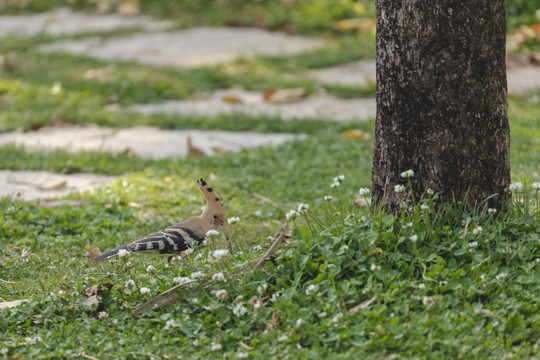 草坪觅食的啄木鸟