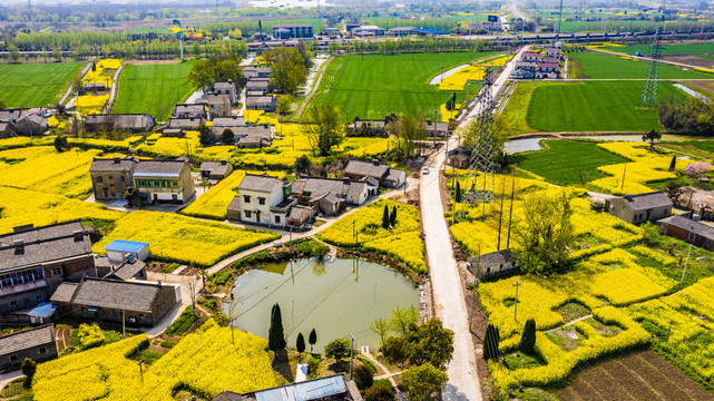 油菜鄉村