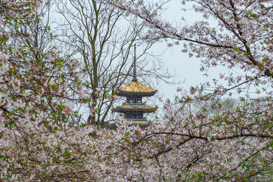 武汉东湖樱园风景