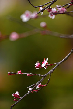 紫叶李