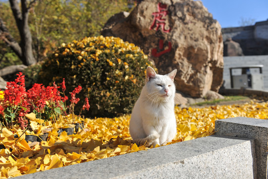 银杏树下的小猫