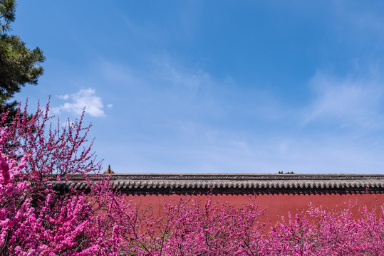 春天沈阳北陵清昭陵的宫墙和桃花