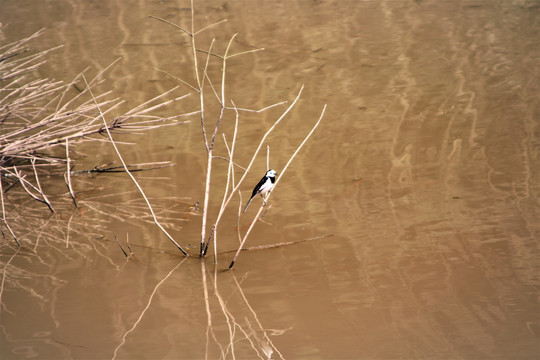 污染湖水中的小鸟