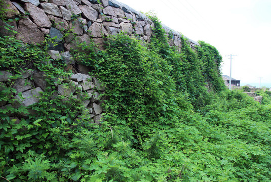 爬满藤蔓的围墙