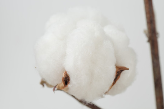 新疆长绒棉棉花