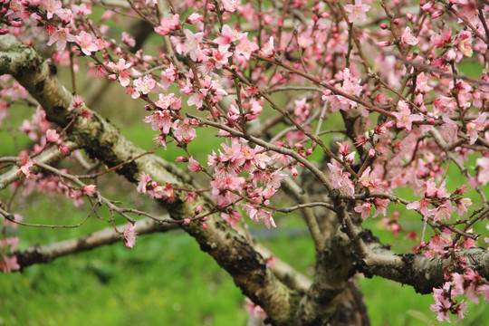 桃花源桃花