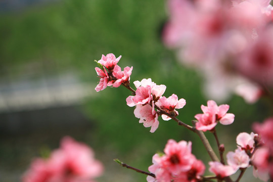 桃花朵朵