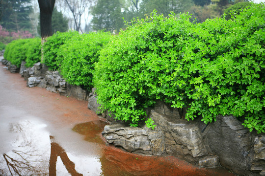 雨后冬青