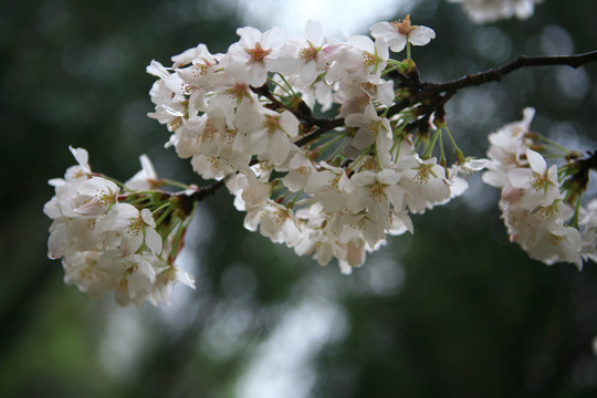 樱花花枝