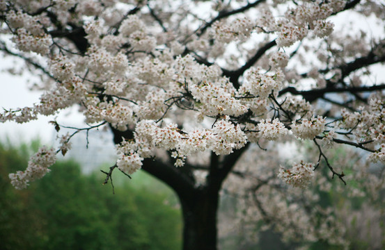 一树樱花