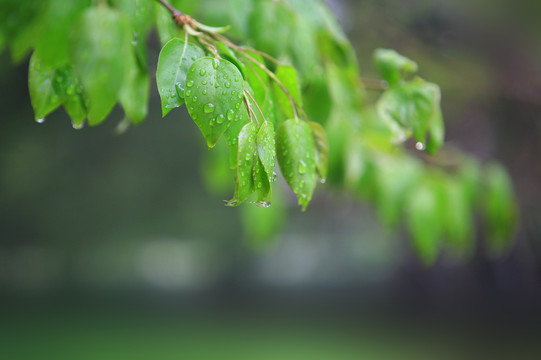 雨后的绿叶