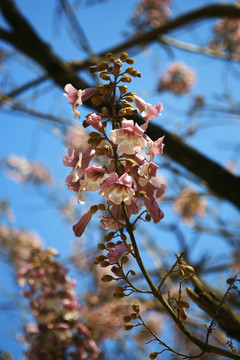 梧桐花