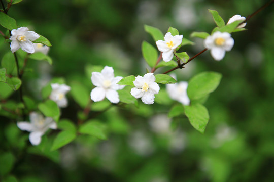 白色山花