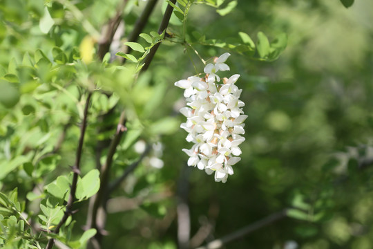 洁白的槐花