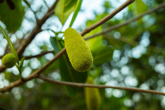 树上的菠萝蜜