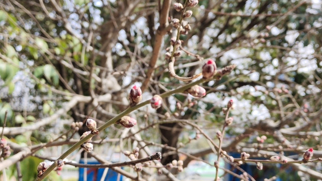 春天的花和叶子