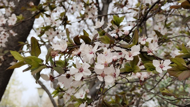 春天的花