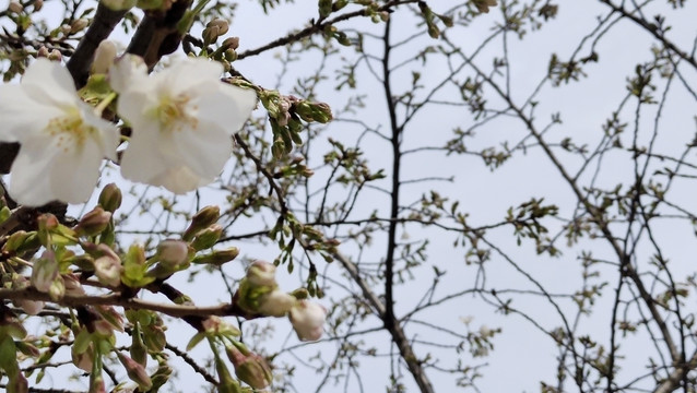 春天的花朵