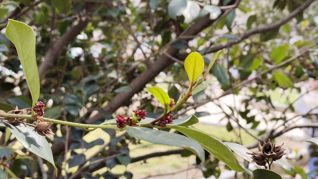 春天的花朵