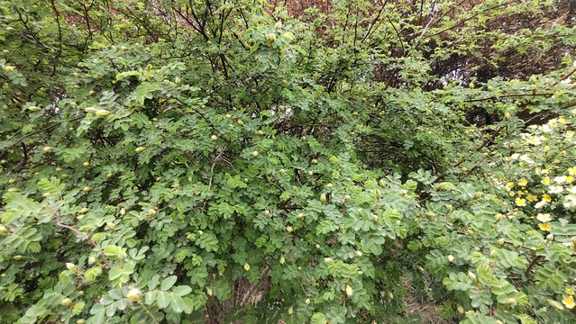 春天的花朵