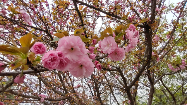 春天的花朵