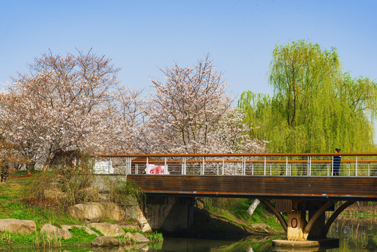 顧村公園