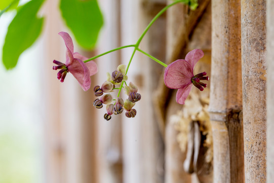 木通花