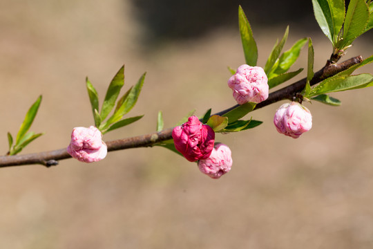 桃花花苞