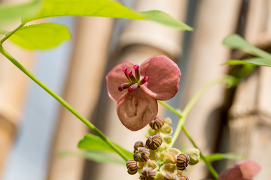 木通花