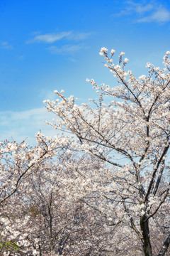 樱花树