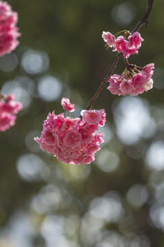 逆光樱花