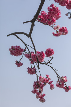 蓝天与樱花