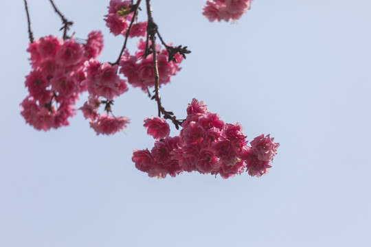 蓝天与樱花