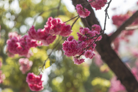 春天美丽逆光樱花