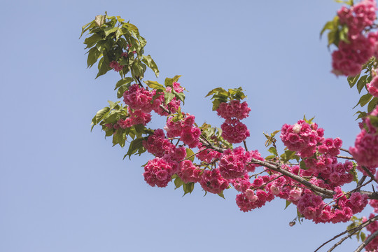 樱花烂漫与蓝天