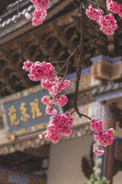 櫻花與古建筑
