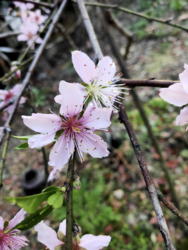 桃花