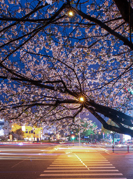 浪漫夜色樱花