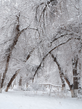 雪景