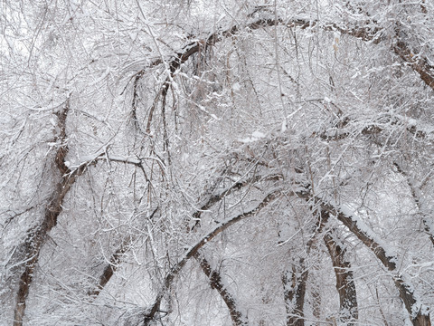 雪景