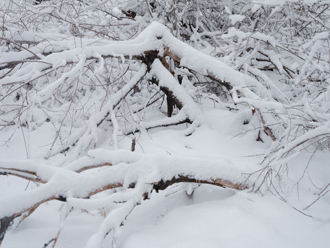 雪景