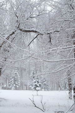 雪景