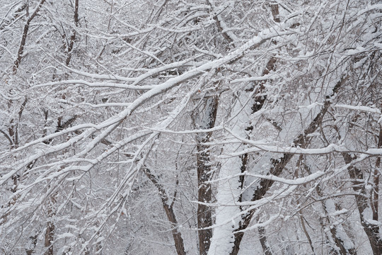 雪景