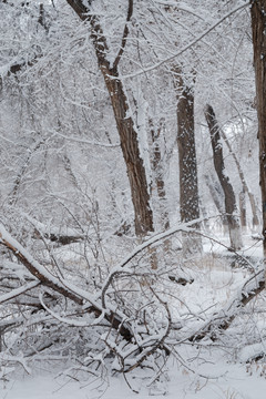 雪景