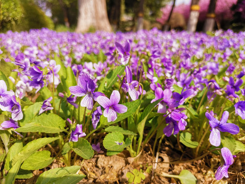 紫花地丁