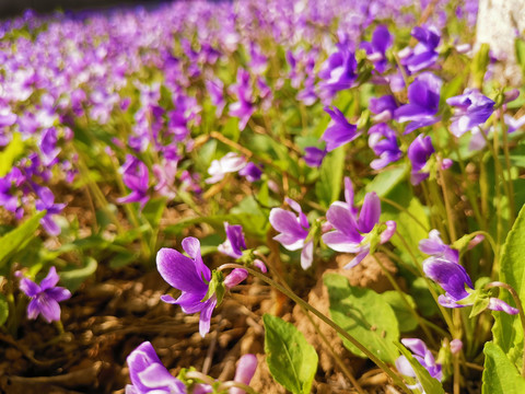 紫花地丁