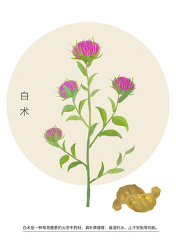 白術(shù)