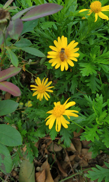 野花雏菊