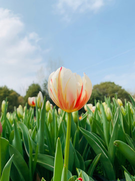 郁金香花卉